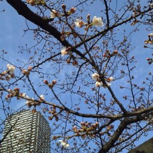 蛎殻町公園の桜